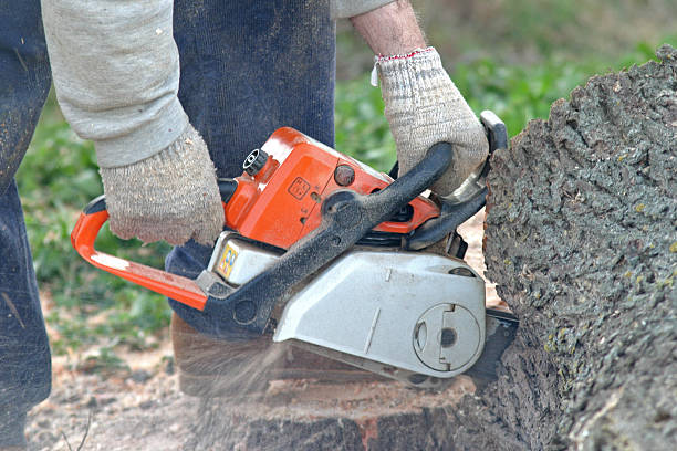 How Our Tree Care Process Works  in  Asotin, WA