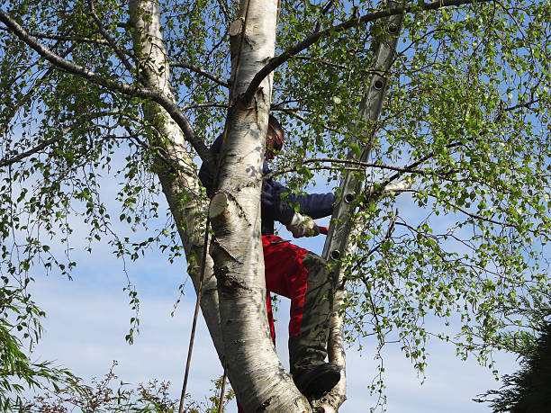 Best Tree Preservation Services  in Asotin, WA