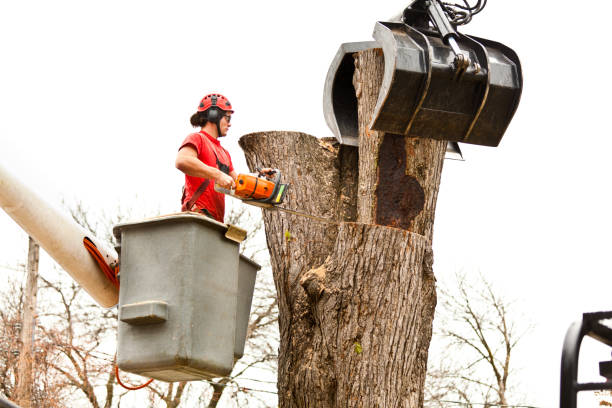 Best Tree and Shrub Care  in Asotin, WA